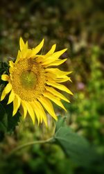 Close-up of yellow flower against blurred background