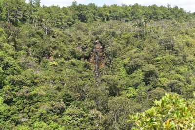 Scenic view of forest