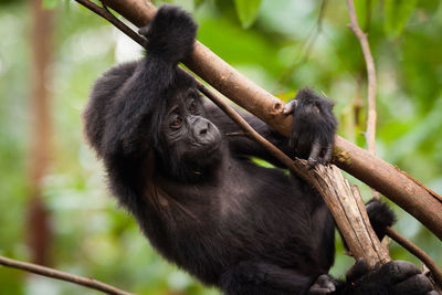 Close-up of chimpanzee on branch