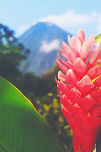 Close-up of pink flowering plant