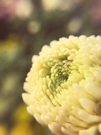 Close up of yellow flower