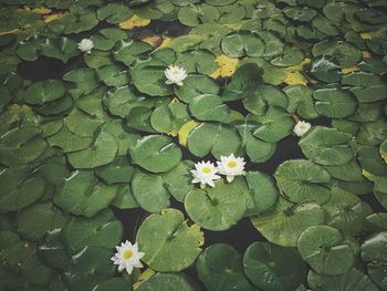 High angle view of water lily amidst leaves in pond