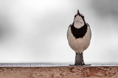 Close-up of bird perching on retaining wall against sky