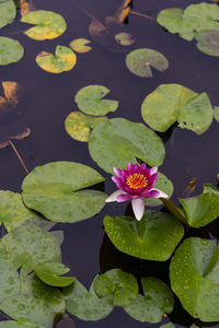 Lotus water lily in pond