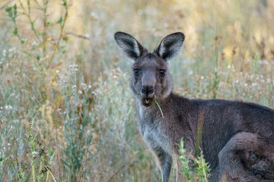 Portrait of an eastern grey kangaroo grazing in a field.
