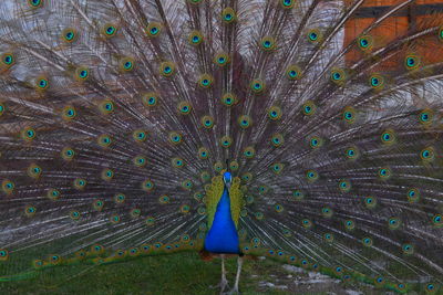Close-up of peacock dancing outdoors