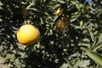 Yellow fruit growing on tree