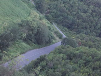 Road passing through forest