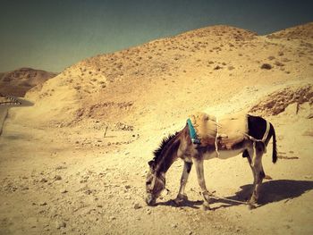 View of horse standing on mountain