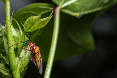 Close-up of red insect on leaf