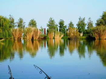 Reflection of trees in lake