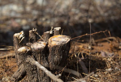 Close-up of dead tree stump on field