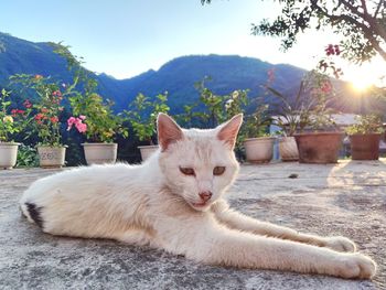 Portrait of a cat resting on a mountain