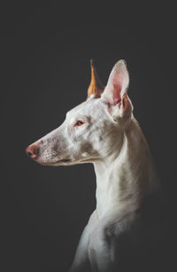 Close-up of dog looking away against black background