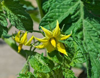 Close-up of yellow flowers blooming outdoors