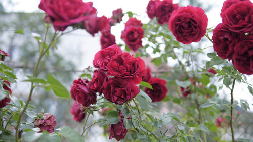 Close-up of red roses