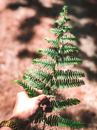 Close-up of hand holding plant