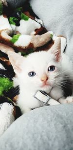 Close-up portrait of a cat