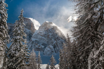 Snow covered pine trees in forest against sky