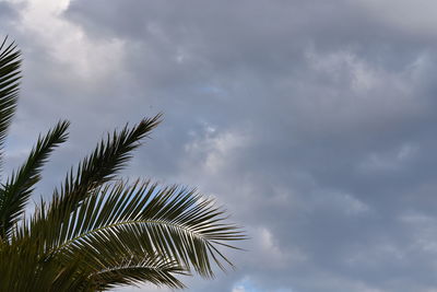 Low angle view of palm tree against sky