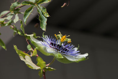 Close-up of purple flower blooming outdoors