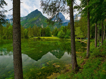 Scenic view of lake in forest