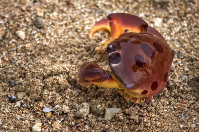 Close-up of shell on beach