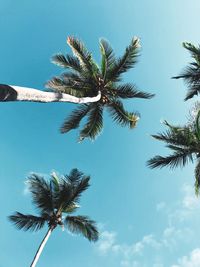 Low angle view of palm trees against blue sky