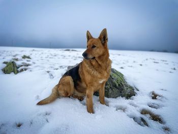 Selective focus of german shepherd dog in the snow