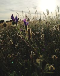 Close-up of flowering plants on field