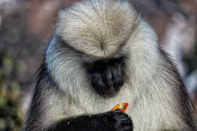 Portrait of white langur animal