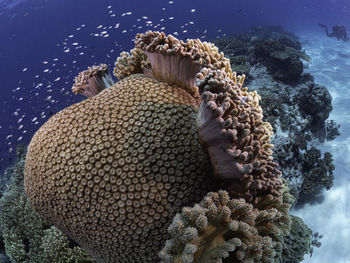 Close-up of coral in sea