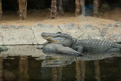 Alligators in lake