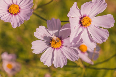 Pink flower with honey bee 