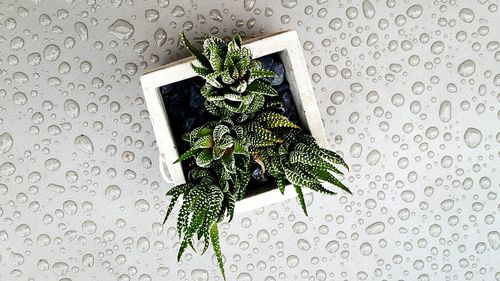 Close-up of wet plant against white background
