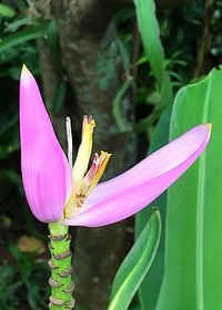 Close-up of pink crocus blooming outdoors