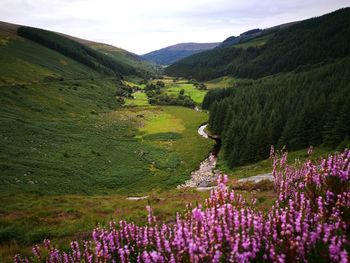 Scenic view of green landscape