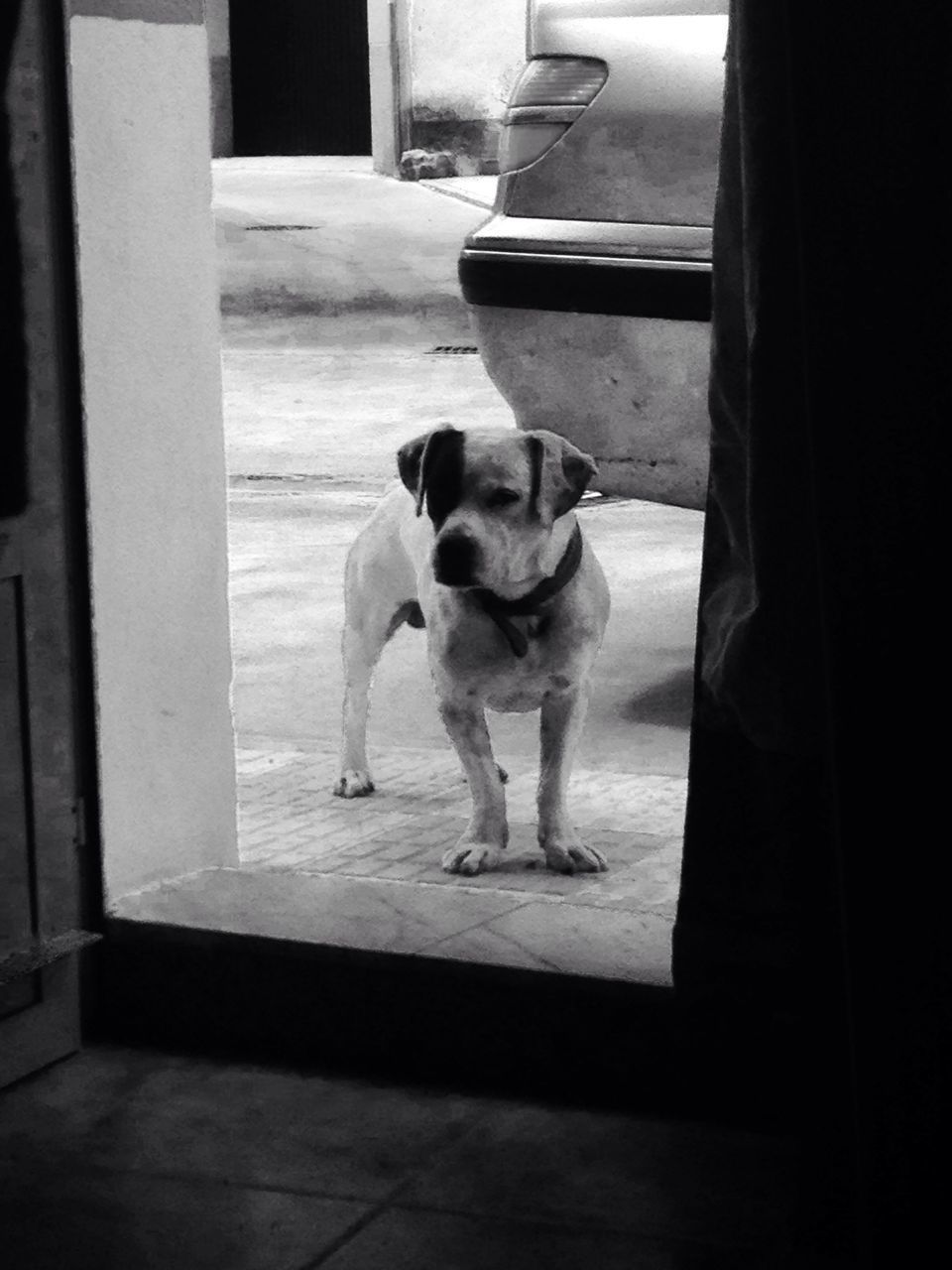 DOGS STANDING IN CORRIDOR