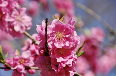 Close-up of pink cherry blossoms