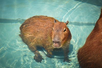 High angle view of capybara in swimming pool