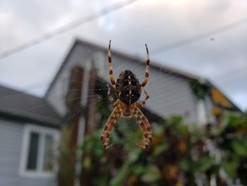 Close-up of spider on web