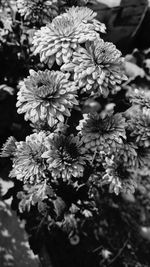 High angle view of flowering plant