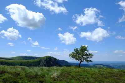 Scenic view of trees on field against sky