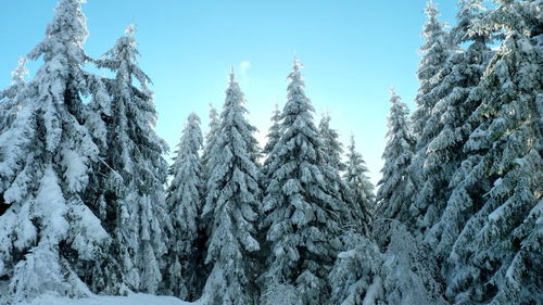 Close-up of frozen trees against clear sky