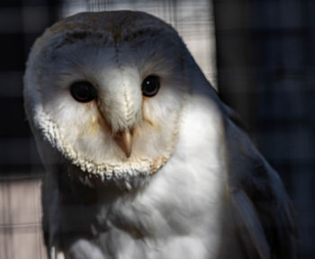 Close-up portrait of owl