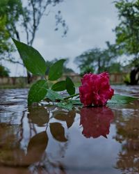 Close-up of red leaves floating on water