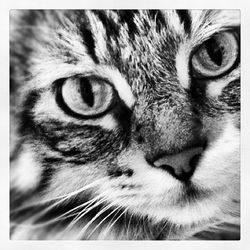 Close-up portrait of cat
