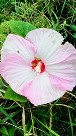 Close-up of pink flower