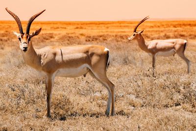 Deer standing in a field