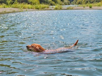 High angle view of mixed-breed dog swimming in russian river